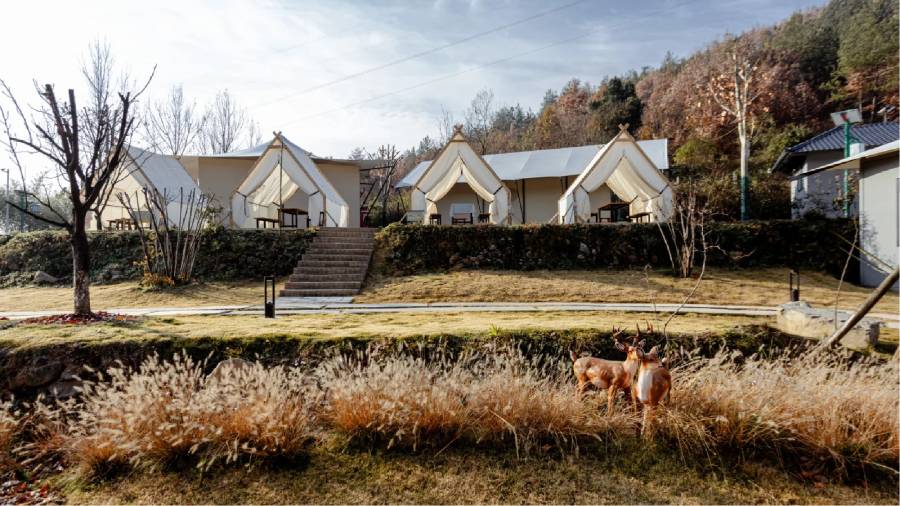 西峡稻田帐篷部落